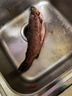 跑山密水農家大黃花魚(yú) 鮮殺急凍 虹鱒魚(yú) 肉質(zhì)鮮嫩肥美 虹鱒魚(yú)1條 500g 曬單實(shí)拍圖
