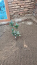 桂花苗 嫁接桂花樹(shù)苗盆栽花卉帶土球庭院陽(yáng)臺室內室外栽植耐寒植物當年開(kāi)花 金桂 4年苗 曬單實(shí)拍圖