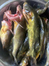 安峰山淡水庫昂刺魚黃辣丁新鮮生活現(xiàn)殺黃骨魚嘎魚淡水產(chǎn)生鮮京鮮配送 2斤 曬單實(shí)拍圖