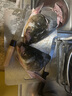 密園小農  魚(yú)北京密云水庫 胖頭魚(yú)頭花蓮現捕淡水花鰱生鮮黃辣丁 胖頭【魚(yú)頭】約4斤 曬單實(shí)拍圖