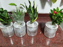 雅卉水培植物盆栽發(fā)財樹(shù)辦公室內小綠植蘆薈吊蘭花卉盆栽好養 蘆薈+碧玉+哈尼虎皮蘭+鐵海棠 含盆 曬單實(shí)拍圖