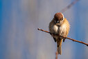 騰龍（Tamron）150-500mm鏡頭全畫幅長焦遠射風景人像打鳥微單鏡頭150500 尼康Z卡口 官方標配【送騰龍原裝UV+高檔清潔套裝】 曬單實拍圖