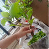蘇躍 【買2送1】三角梅樹(shù)苗盆栽室內(nèi)陽(yáng)臺(tái)爬藤植物勒杜鵑花苗重瓣大 精品多色B款 三年苗買兩顆送一顆 曬單實(shí)拍圖