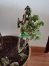 慕爾森牡丹花苗盆栽觀(guān)賞重瓣花卉菏澤花卉洛陽(yáng)陽(yáng)臺室內庭院地栽大苗老樁 紫二喬 原土發(fā)貨5年苗 曬單實(shí)拍圖