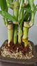 開(kāi)時(shí)果 步步高富貴竹盆栽帶根 水培水養荷花竹轉運竹辦公室綠植物盆景 節節高升盆+黃金沙+底托 曬單實(shí)拍圖