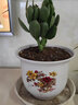 春沭玉樹(shù)盆栽苗老樁大葉玉樹(shù)花植物 多肉燕子掌室內客廳綠植花卉 2年玉樹(shù) 曬單實(shí)拍圖