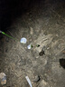 二次元 魚鉤高碳三本鉤血槽路亞鉤三爪鉤錨魚鉤 三本鉤8# 曬單實拍圖