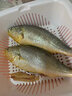 鱻謠呂四油帶魚(yú)5斤 單條3-4兩 整條 鮮帶魚(yú)海鮮魚(yú)類(lèi) 曬單實(shí)拍圖