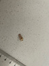 喜鉆18K金鉆石項鏈女摩天輪鉆石吊墜鎖骨鏈求婚結婚送女友生日禮物 雙色18K金共9分 曬單實拍圖