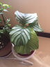 意軒室內綠植花卉盆栽室內孔雀竹芋 貓眼彩虹綠植盆栽四季常青植物 貓眼竹芋 帶盆帶土 曬單實拍圖