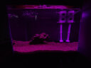 鹰涵鱼缸底砂鼠鱼沙雨林沙珊瑚沙水草沙水晶砂化妆沙黄金沙水族箱造景 红色雨林砂（2-3毫米）5斤装 实拍图