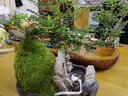瀚林怡景（HANLINYIJING）清香木盆景植物老樁室內(nèi)綠植懸崖式造型山水假山樹樁胡椒木盆栽 山水石景 青香木 曬單實拍圖