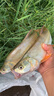 龍王恨釣椅多功能戶(hù)外釣魚(yú)折疊椅子臺釣座椅休閑寫(xiě)生小馬扎便攜凳子 折疊釣魚(yú)凳-套餐一 大號 曬單實(shí)拍圖