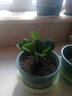御春閣綠植盆栽室內陽(yáng)臺苗木室內盆栽垂吊花卉植物花卉盆栽土培水培植物 豆瓣綠整盆苗4-6顆（原盆原土） 曬單實(shí)拍圖