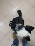 出眾者胸背帶中型犬狗背心狗背帶大型犬胸背狗衣服邊牧薩摩耶狗繩牽引繩 黑色（配包+胸背帶) S（建議體重25-50斤） 曬單實(shí)拍圖
