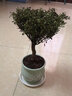 繽賢小葉赤楠室內(nèi)易養(yǎng)護(hù)老樁陽(yáng)臺(tái)辦公四季常青花卉綠植盆景植物造型 五年老樁赤楠+綠色白梅陶瓷盆 含盆 曬單實(shí)拍圖