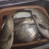阿盧c08高靈敏度鯽魚(yú)漂鯉魚(yú)漂蘆葦浮漂加粗醒目黑坑野釣混養(yǎng)浮標(biāo)官方 LPC08暗紅大紅大綠加粗2目15目 4號(hào)（吃鉛約1.65g） 曬單實(shí)拍圖