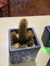 多肉植物含盆帶土套裝超萌多肉新手好養懶人植物辦公室內盆栽綠植 仙人掌套餐 含盆 曬單實(shí)拍圖