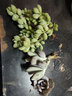 墨一（MOYI）貴貨多肉植物新手套餐組合盆栽肉肉植物盆栽花卉 達摩福娘(5-6cm) 曬單實(shí)拍圖