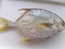 安峰山金鯧魚(yú)一條海鮮水產(chǎn)海魚(yú)鯧魚(yú)平魚(yú)昌魚(yú)魚(yú)類(lèi)海 一條大?。ㄒ獛讞l拍幾件） 500-600g 曬單實(shí)拍圖