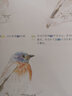 色鉛筆溫情手繪百鳥(niǎo)繪畫(huà)畫(huà)書(shū)教材美術(shù)教程新手自學(xué)教程天津人民美術(shù)出版社 天美少兒 曬單實(shí)拍圖