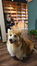 超可信（NexGard SPECTRA） 狗狗體內外一體驅蟲(chóng)藥犬體外體內打蟲(chóng)藥蛔蟲(chóng)跳蚤蜱蟲(chóng)寵物寄生蟲(chóng) L號15-30kg中大型犬3粒 曬單實(shí)拍圖