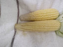 懷幫之佳玉米軟糯新鮮糯米早餐粗糧水果玉米5斤 曬單實(shí)拍圖
