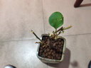 榮郁 垂絲飄枝三角梅矮樁盆栽新品陽臺庭院花卉可常年開花凈化空氣易 飄枝款【漳紅櫻】原土+肥料 不含盆 曬單實拍圖