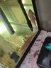 熱帶觀賞魚飼料高螺旋藻增色魚糧錦鯉魚不渾水魚食中顆粒 專用鸚鵡料800克+同款400克） 曬單實拍圖