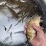 水貂王釣魚子線盒四層多層競(jìng)技漁具盒鉤盒仕掛盒4層線板盒 30厘米四層 曬單實(shí)拍圖