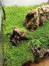孫凱（SUNKAI）鮮活苔蘚青苔蘚 微景觀(guān)植物盆景生態(tài)瓶diy綠植水陸缸假山盆栽盆景 曬單實(shí)拍圖