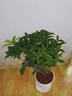 開時(shí)果 四季桂花樹苗盆栽老樁濃香型 室內(nèi)植物客廳綠植盆景源頭直發(fā)包郵 【約60-70cm】米白簡約盆+修剪刀 （加享 肥料） 曬單實(shí)拍圖