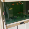 大拇指錦鯉專用飼料魚食魚糧通用 大包裝金魚料顆粒飼料觀賞魚糧高蛋白 5斤【上浮/主食】約3.5mm 曬單實拍圖