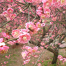 看匠梅花樹苗紅梅綠梅臘梅榆葉梅花苗室內(nèi)外多年生冬季耐寒老樁盆景 紅梅 直徑1.5公分粗帶土球發(fā)貨 曬單實拍圖