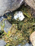 易萌 小甲魚苗王八苗活體烏龜中華鱉苗外塘大型魚活體飼料冷水好養(yǎng) 4-6克5只 曬單實(shí)拍圖
