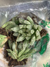 兩腿跑透亮十二卷姬玉露多肉植物盆栽水晶雨露冰燈紫肌櫻水晶肉肉花卉 白斑玉露5cm 塑料盆栽好發(fā)貨 曬單實(shí)拍圖