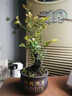 小葉紫檀盆景樹(shù)黑骨茶室內陽(yáng)臺辦公室綠植盆栽辦公室桌面盆栽黑骨茶耐寒盆栽含原裝盆發(fā)貨 獨桿15cm高度左右 含原裝盆發(fā)貨 曬單實(shí)拍圖