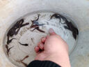 本地塘鲺魚(yú)苗三黃塘鲺胡子鯰魚(yú)塘角魚(yú)苗土塘鲺魚(yú)塘虱冬季淡水魚(yú)苗 30條4-6厘米  加6條加魚(yú)糧 曬單實(shí)拍圖