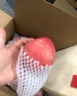 慶陽蘋果 QINGYANG APPLE紅富士蘋果新鮮蘋果人類第四個蘋果當(dāng)季現(xiàn)摘新鮮富士水果禮盒脆甜 慶陽蘋果 電商普箱 5斤裝 曬單實(shí)拍圖