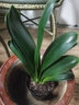 君子蘭盆栽精品寬葉圓頭和尚彩蘭苗五年大苗當年開(kāi)花卉綠植 圓頭10到12片葉+藍色時(shí)尚加侖盆 含盆 曬單實(shí)拍圖