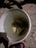 野戰(zhàn)樂釣超細碳素魚竿長節(jié)臺釣竿高碳魚竿超輕硬28調(diào)鯉魚竿鯽魚竿手竿套裝 4.5米送2.7米+大禮包 曬單實拍圖