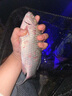 垂弦（ChuiXian） 釣魚(yú)燈支架夜釣燈大三腳架/角架相機支架漁具垂釣配件 曬單實(shí)拍圖