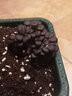 朵咔園藝 蘑菇種植菌包家庭種植可食用蘑菇兒童觀察親子活動(dòng)蘑菇種植菌包 【黑平菇套裝】盆+土+工具+壺 曬單實(shí)拍圖