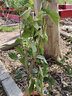 中夢(mèng)桂花樹(shù)苗 桂花樹(shù)苗盆栽客廳庭院盆景室內外綠植花卉 日香桂  實(shí)生苗 曬單實(shí)拍圖