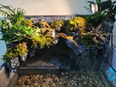易萌 烏龜缸生態(tài)雨林飼養缸雙過(guò)濾免換水龜缸深淺水龜雨林造景水陸缸 雙過(guò)濾60cm套餐 曬單實(shí)拍圖