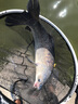 魚海小旋風(fēng)窩顆粒通殺黑坑水庫湖泊大物青魚草魚黑脘打窩底料釣餌魚餌 旋風(fēng)綠窩1+單釣餌1+草黑1） 曬單實(shí)拍圖