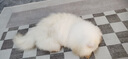 DAVIS狗狗藥浴皮膚病真菌細菌貓?zhí)\貓咪藥浴沐浴露香波洗樂全美國進口 洗樂全355ml（廣譜抗菌） 【正品保證，防偽可查】 曬單實拍圖