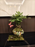 開(kāi)時(shí)果 懸浮天空之城中式禪意盆景 桌面綠植造型植物盆栽源頭直發(fā)包郵 天空之城：發(fā)財樹(shù)+苔蘚+假山石 曬單實(shí)拍圖