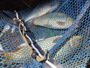 川澤進(jìn)口原絲魚(yú)線(xiàn)路滑大物釣魚(yú)海桿磯釣線(xiàn)圈超強拉力臺釣路亞尼龍魚(yú)線(xiàn) 【120米】超柔軟子系透明子線(xiàn) 2.0號 曬單實(shí)拍圖