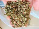純正側(cè)柏葉天然野生側(cè)伯葉粉皂角何首烏無患子粉中藥養(yǎng)發(fā)洗頭粉包 側(cè)柏葉粉500克 曬單實拍圖